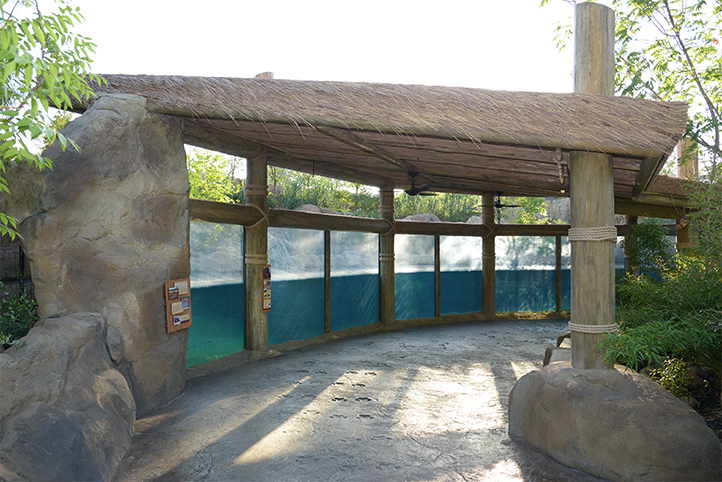Cincinnati Zoo Hippo Cove