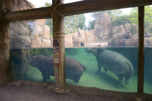 Cincinnati Zoo Hippo Cove with two hippos swimming