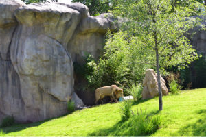 Cincinnati Zoo African Safari lion exhibit