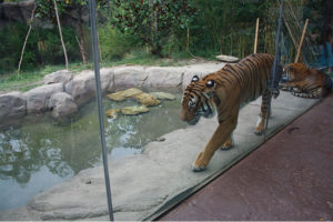 Cincinnati Zoo tiger exhibit