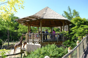 Cincinnati Zoo & Botanical Garden Giraffe Ridge