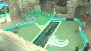 Top view of sting ray tank at Newport Aquarium