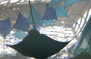 Close up of sting ray at Newport Aquarium