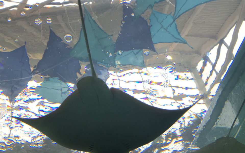 Close up of sting ray at Newport Aquarium
