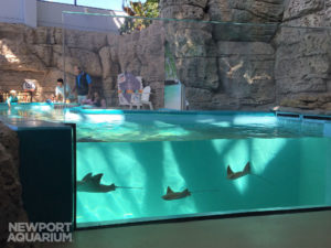 Newport Aquarium sting ray tank