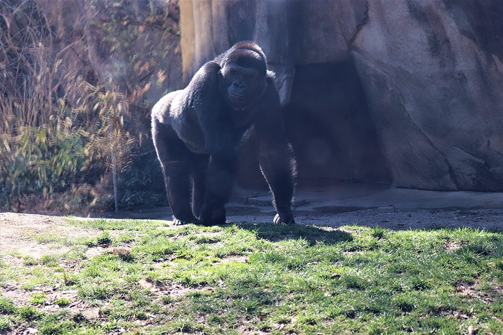 A large male gorilla walks across a grassy section of his zoological habitat. Shrubbery and rock walls can be seen in the background.