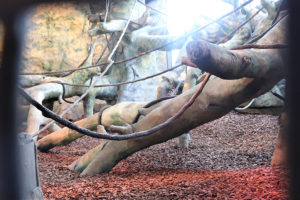 The indoor section of a zoological habitat for gorillas. The habitat contains a wide variety of artificial trees and vines for climbing, and the ground is covered in thick wood chips.