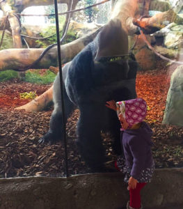 A very large male gorilla sits and looks out of the glass of his zoological habitat, gazing at a small child. The child is in fuschia leggings, a purple patterned skirt, a purple hooded sweatshirt, and a pink patterned bonnet. She is looking to the left of the camera with an expression of great surprise.