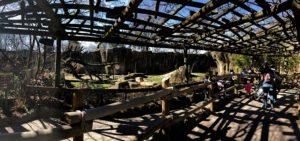 A zoological habitat. The landing for viewers has two levels, divided by wooden fencing, and covered by a wooden canopy covered in vines, currently leafless due to the season. Blue sky can be seen through the openings of the canopy. To the right of the image can be seen the backs of a group of zoo visitors. In the background the habitat is visible. It is for gorillas and features boulders, a large climbing tree with artificial vines, and some grassy areas. High cliffs make the back edge of the habitat.
