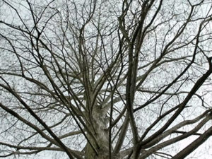 A view gazing upward into a large, old tree. The tree is barren of leaves, and the many branches criss cross and create a lacework pattern over the gray sky.