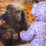 A gorilla sits and looks out of the glass of his zoological habitat, gazing at a small child in a purple floral-patterned coat with the hood up.