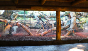 Interior zoological display. A large glass wall reveals a habitat for gorillas. A wide variety of artificial trees and fines are surrounded by a dirt and mulch ground mixture. The viewing area in the foreground has a cement floor made to simulate rock, and a ceiling of log beams.